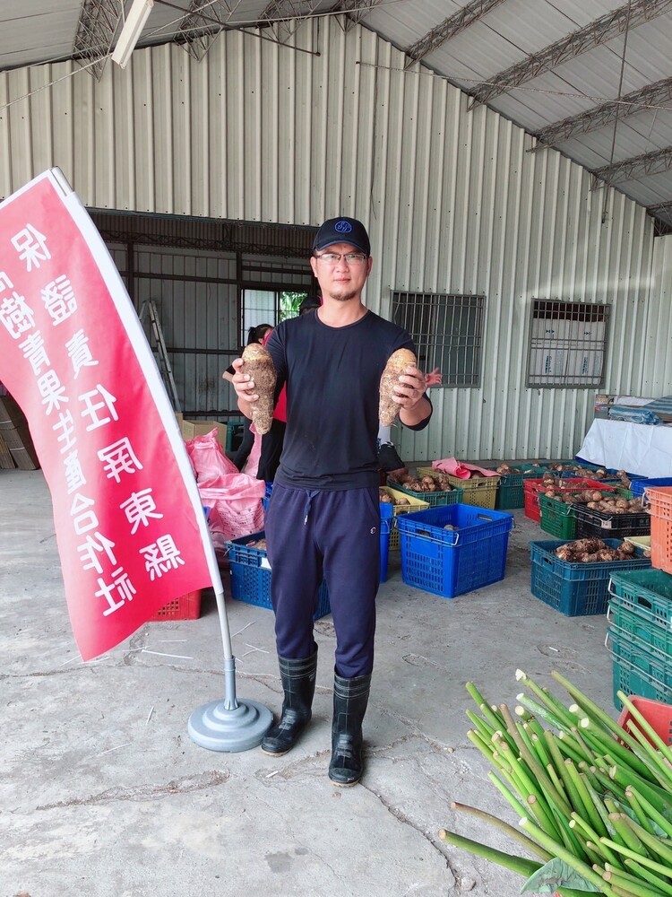 高樹後生青農返鄉接種芋頭產業行銷與文化觀光推廣