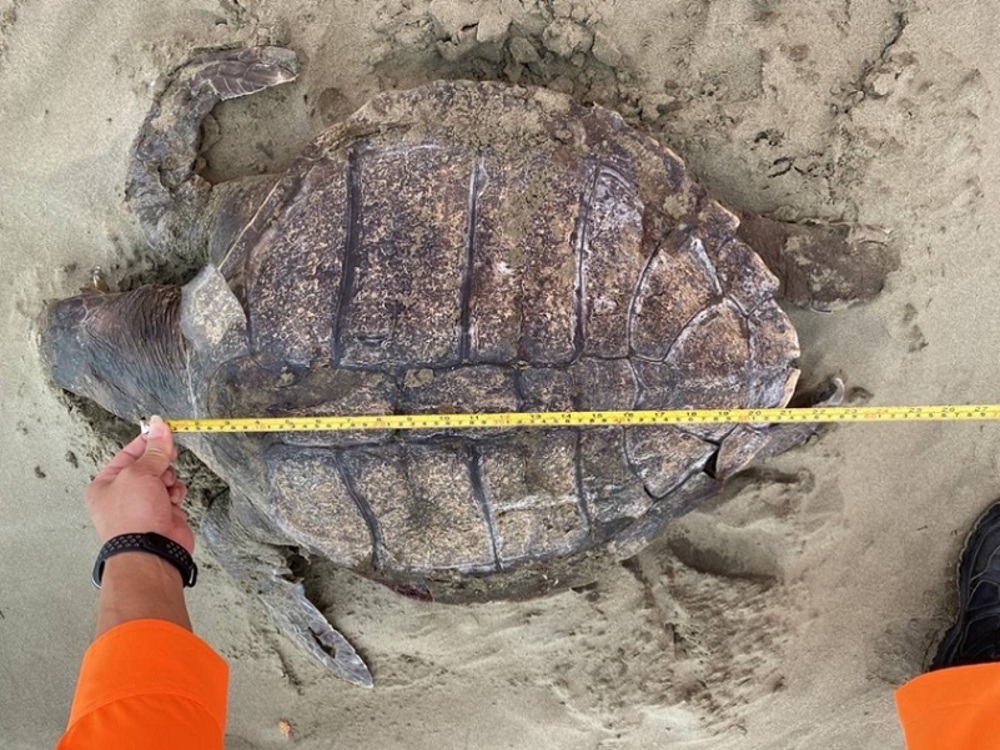 2022/01/25臺南王爺沙洲又見保育類動物 海巡岸際巡查發現協處
