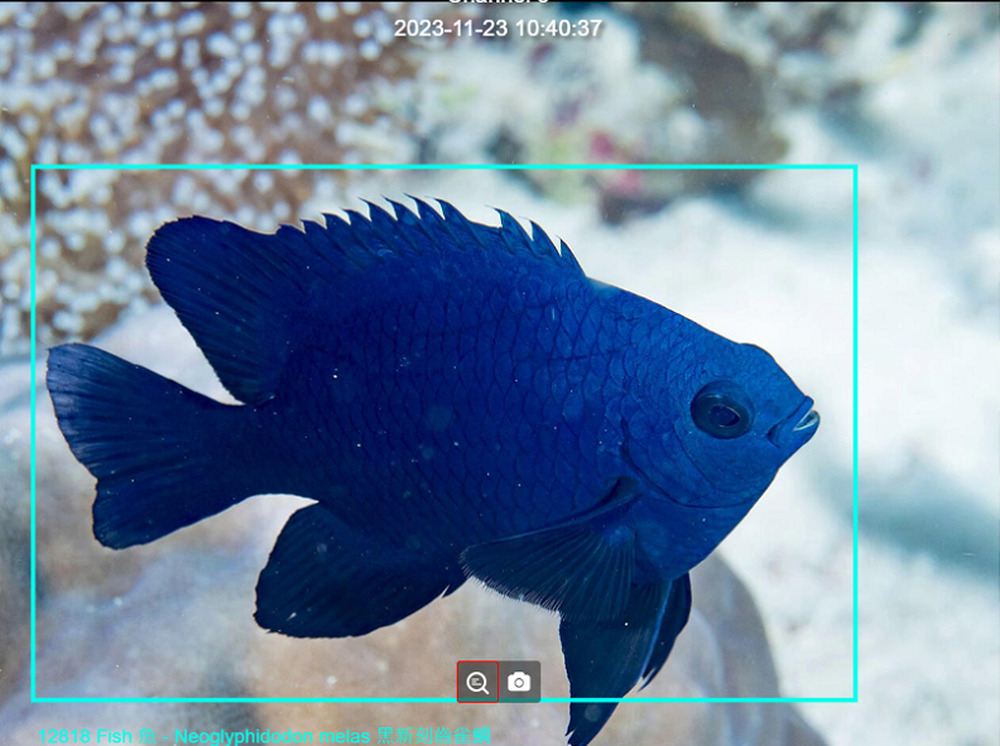 2024/01/31海委會發展海洋生物AI自動辨識提升監測效能