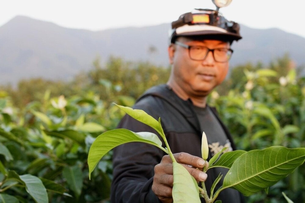 尋轉右堆高樹鄉玉蘭花栽種傳承在生活中愛與浪漫