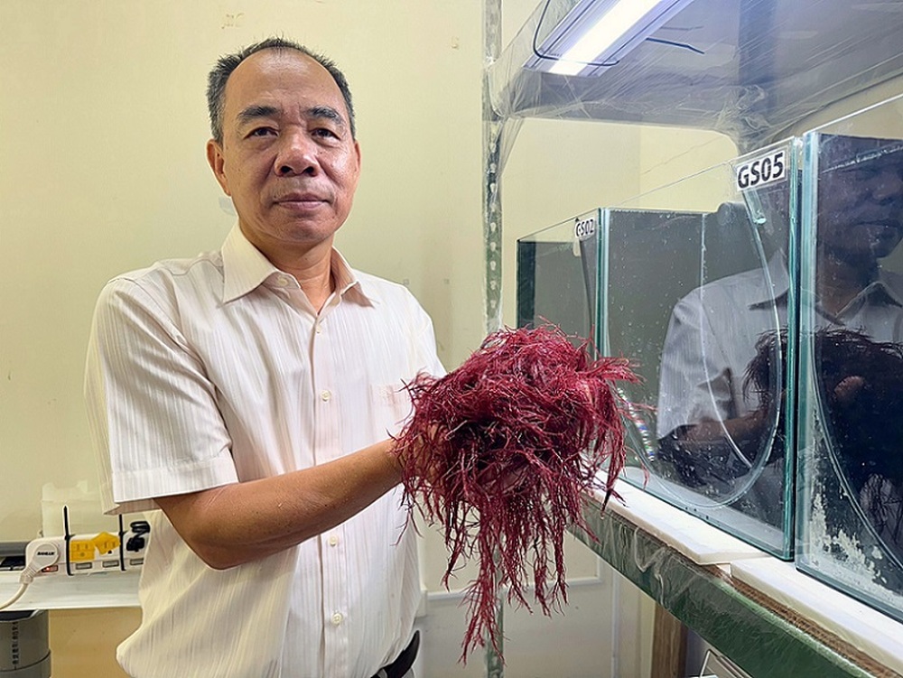 2025/05/20中山大學紅翎藻固碳研究 開創海水結合畜牧廢水養殖新路徑