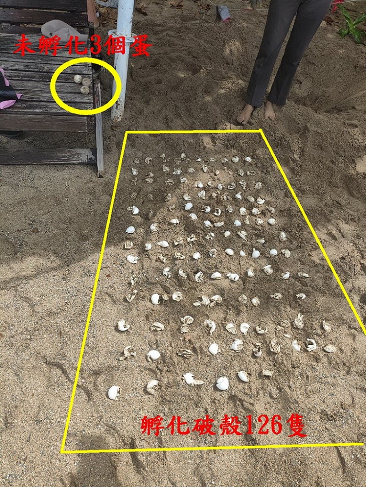 2025/08/21海龜產卵創新高！全台6處棲地傳來「龜」喜訊