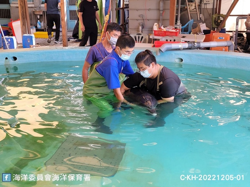 2022/12/05擱淺高雄林園印太瓶鼻海豚 今送成大鯨豚搶救站照護