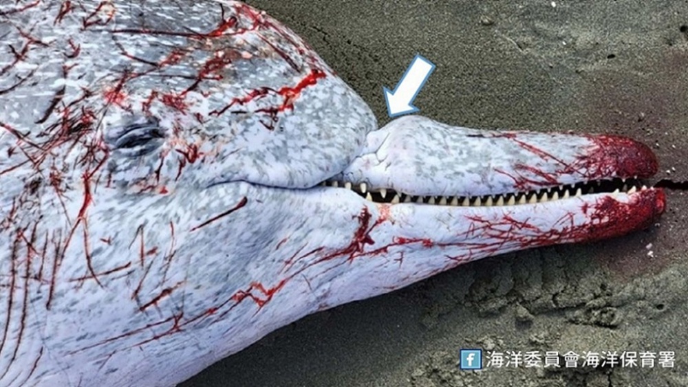 2022/03/07臺南安平擱淺臺灣白海豚經檢驗死因為化膿性支氣管炎