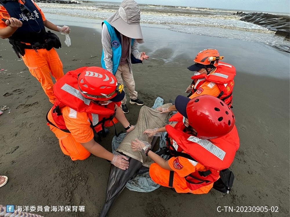 2023/09/05台南青草崙及黃金海岸岸際發現2隻擱淺海豚 已搶救照護 