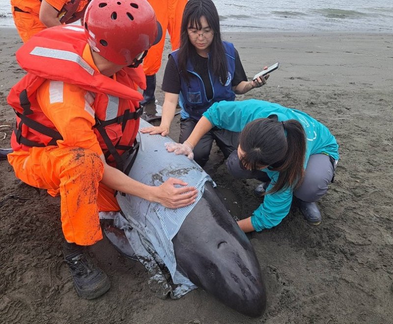 2026/05/05新北市八里北堤沙灘4隻擱淺小虎鯨  海保署MARN團隊投入搶救