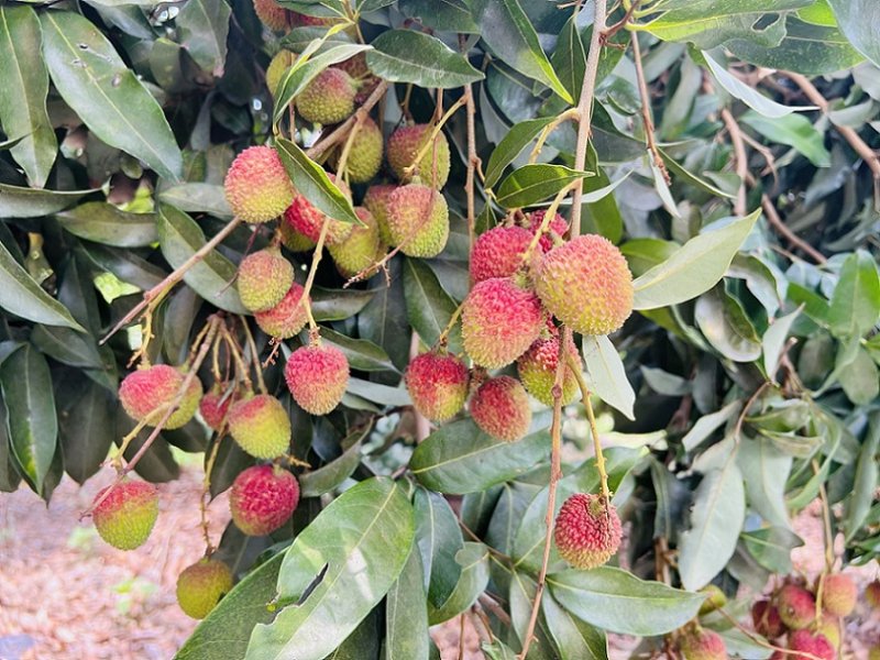 2026/05/18玉荷包荔枝進入產季  外銷量預估突破百噸